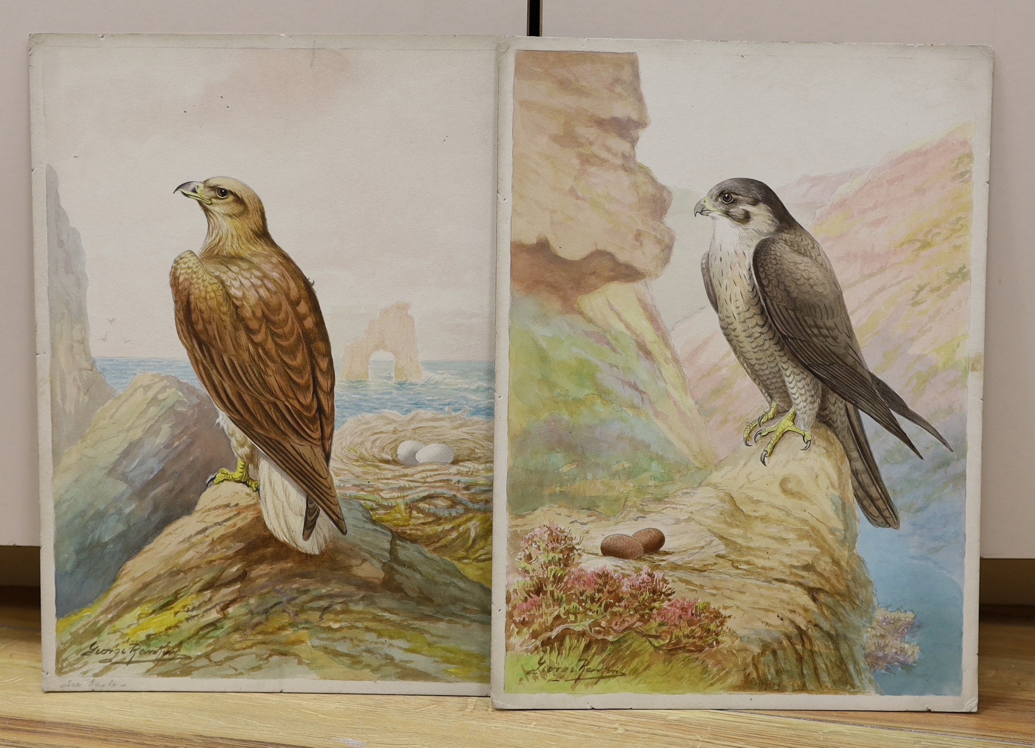 George Rankin (1864-1937), two watercolours, Birds of Prey - Peregrine Falcon and Sea Eagle, signed, 36 x 26cm, unframed